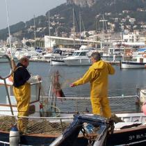Fischer Palamos